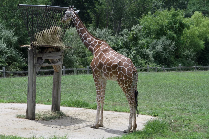 Giraffe feeding at Cape May County Park & Zoo